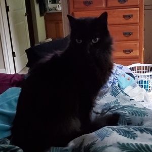 Meet your Posher, Dorothy